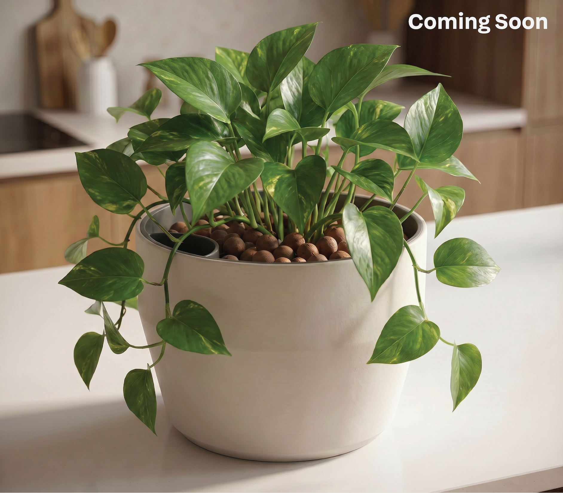Self Watering Pot