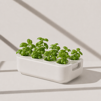 The Seed Starter