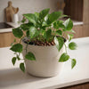 The Self Watering Flower Pot