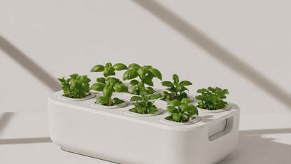 The Seed Starter